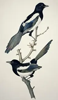 Pica pica, common magpie