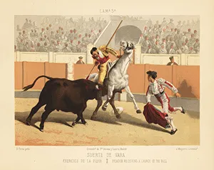 Picador on horseback stabbing a charging bull with a lance Picador on horseback stabbing a charging bull with a lance