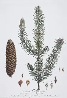 Cone Prints: Picea abies, European spruce