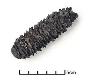 Quaternary Epoch Prints: Picea excelsa, fossilised spruce cone