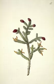 Georg Dionysius Ehret Collection: Picea glauca (Moench. ) Voss. white spruce
