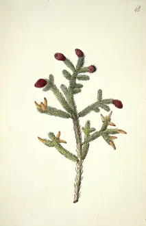 Ehret Prints: Picea glauca (Moench. ) Voss. white spruce