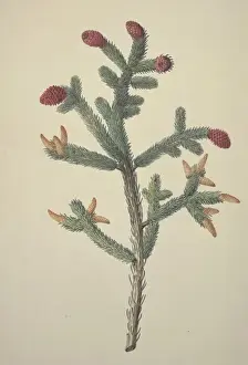 Ehret Prints: Picea glauca, white spruce