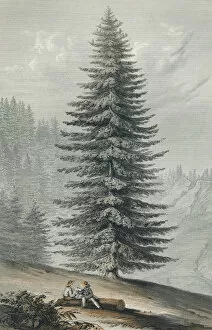 Notably Gallery: Picea Grandis