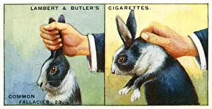Picked Gallery: How to Pick up Rabbits