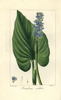 Pancracebessa Prints: Pickerel weed, Pontederia cordata