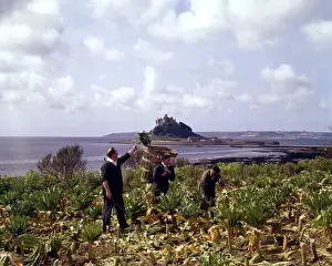 Picking broccoli at Marazion, Cornwall