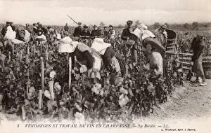 Picking Champagne Grapes
