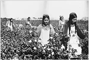 Picking Cotton / Gunpowder