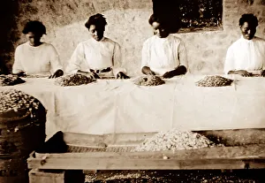 Picking cotton seeds, St Vincent, Caribbean