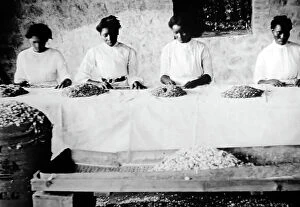 Vincent Collection: Picking cotton seeds in St Vincent early 1900s