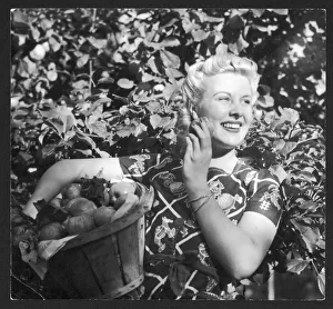 Apples Gallery: PICKING FRUIT / APPLES