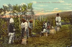 Vine Yard Prints: Picking grapes - Romania