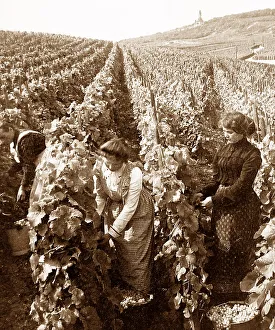 Vineyard Prints: Picking grapes, Rudesheim am Rhein, Germany