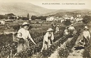 Pick Prints: Picking Jasmine - Grasse, France