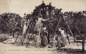 Images Dated 12th July 2017: Picking orange flowers for making perfume