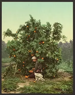 Picking oranges