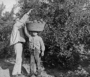 Valencia Collection: Picking oranges near Valencia Spain early 1900s