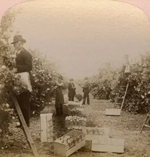 Crates Prints: Picking oranges, Riverside, California, USA