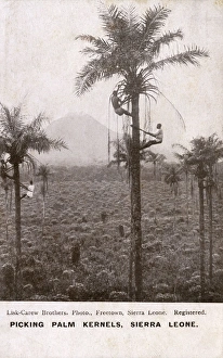 Nuts Gallery: Picking palm kernels, Sierra Leone, West Africa