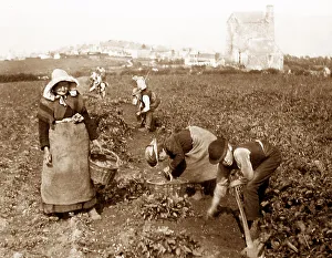 Potatoes Prints: Picking potatoes in Cornwall