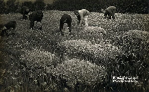 Picking Princeps Pseudonarcissus Daffodils on the Scilly Isles, Cornwall. Date: circa 1920s