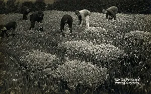 Pick Gallery: Picking Princeps Pseudonarcissus Daffodils on the Scilly Isles, Cornwall. Date: circa 1920s