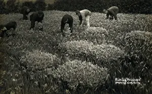 Pick Prints: Picking Princeps Pseudonarcissus Daffodils on the Scilly Isles