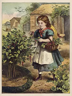 Picking Redcurrants