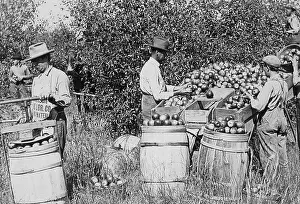Packing Prints: Picking, sorting and packing apples Missouri USA early 1900s