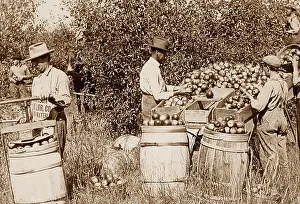 Picking, sorting and packing apples Missouri USA early 1900s