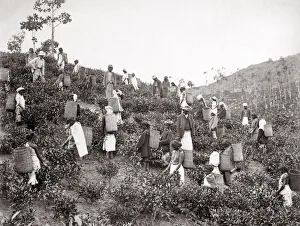 C1880s Prints: Picking tea, Ceylon or India, c1880 s