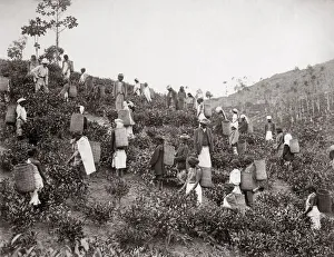 Picking tea, India or Ceylon (Sri Lanka) c. 1890 s
