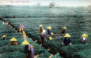 Pickers Prints: Picking Tea - Japan