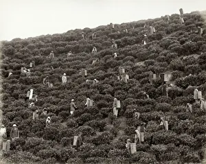 Picking tea, tea plantation, India or Celylon, Sri Lanka