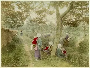 Picking tea in Uji near Kyoto