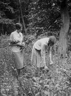 Images Dated 3rd February 2015: Picking wild flowers in a wood