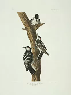 Aquatint Gallery: Picoides borealis, red-cockaded woodpecker