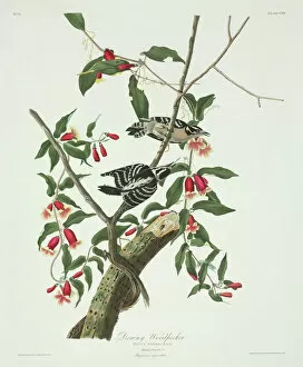 Aquatint Gallery: Picoides pubescens, downy woodpecker