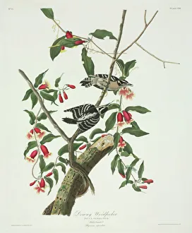 Pair Collection: Picoides pubescens, downy woodpecker
