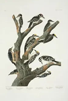 Picoides villosus, Picoides tridactylus, Picoides pubescens