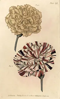 Picotee carnation 1 and scarlet bizard carnation