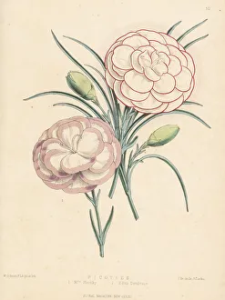 Picotee hybrids: Mrs Hornby 1 and Edith Dombrain 2