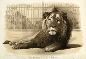 pictorial-zoo-no-1-lion-