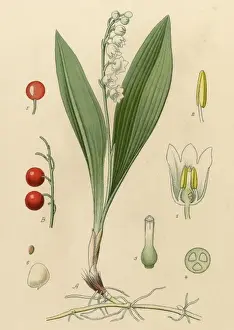 Convallaria Prints: Picture No. 10040477