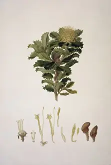 Picture No. 10717425
