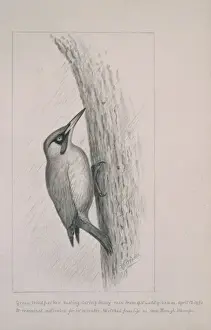 Picus viridis, green woodpecker
