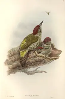 Picus viridis, green woodpecker