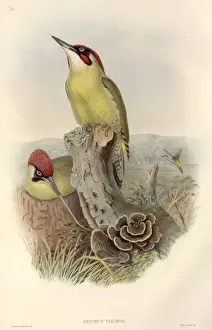 Picus viridis, green woodpecker
