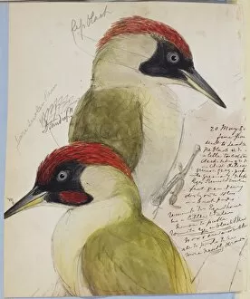 Elizabeth Gould Gallery: Picus viridus, green woodpecker